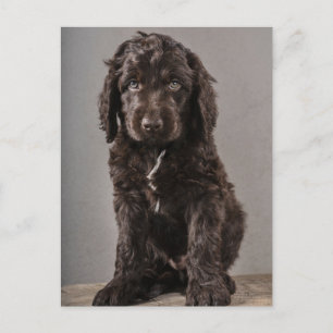Cutest Baby Animals   Cockapoo Puppy Postcard