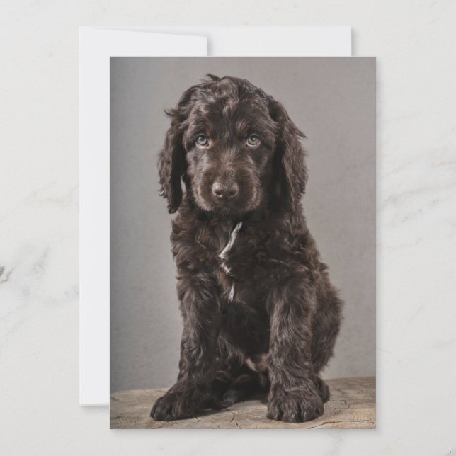 Cutest Baby Animals | Cockapoo Puppy Thank You Card (Front)