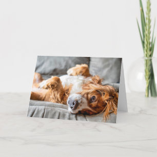 Cutest Baby Animals Cocker Spaniel Card