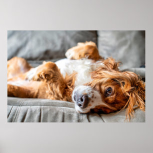 Cutest Baby Animals Cocker Spaniel Poster