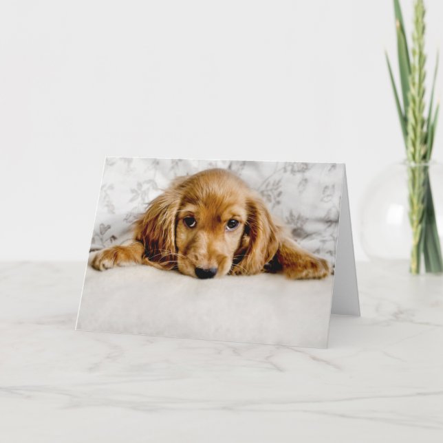 Cutest Baby Animals | Cocker Spaniel Puppy Card (Front)