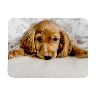 Cutest Baby Animals Cocker Spaniel Puppy Magnet