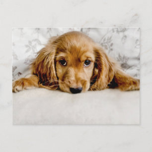 Cutest Baby Animals Cocker Spaniel Puppy Postcard
