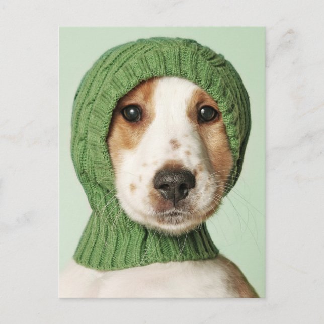 Cutest Baby Animals | Cocker Spaniel Puppy Postcard (Front)