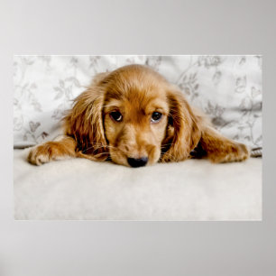 Cutest Baby Animals   Cocker Spaniel Puppy Poster