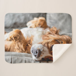 Cutest Baby Animals   Cocker Spaniel Sherpa Blanket