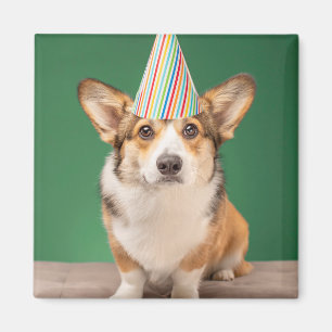 Cutest Baby Animals   Corgi Birthday Puppy Magnet