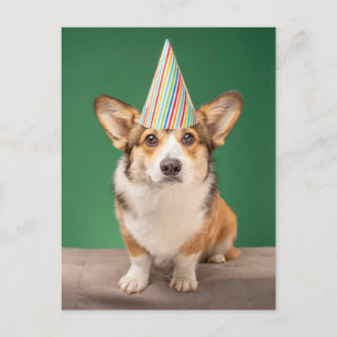 Cutest Baby Animals   Corgi Birthday Puppy Postcard