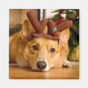 Cutest Baby Animals   Corgi Christmas Reindeer Magnet