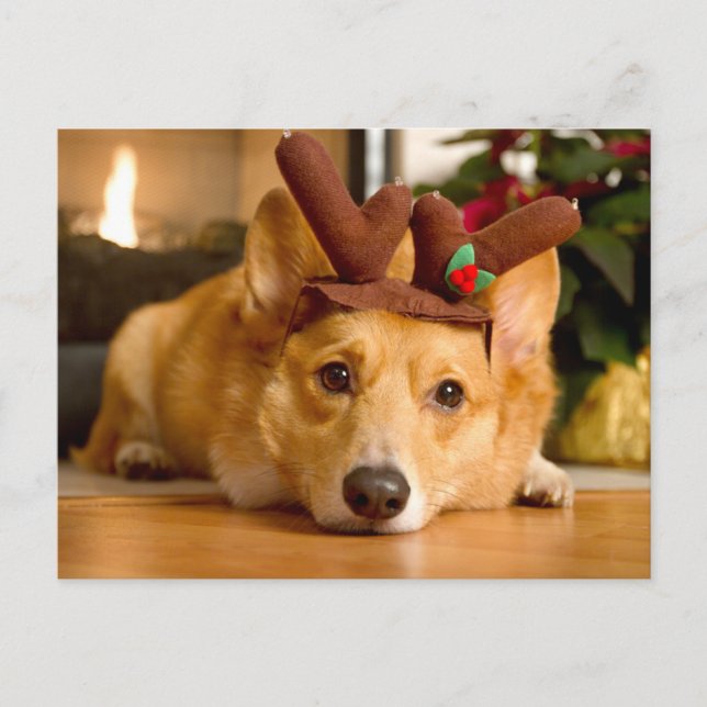 Cutest Baby Animals | Corgi Christmas Reindeer Postcard (Front)