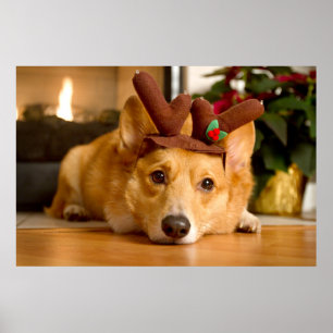 Cutest Baby Animals   Corgi Christmas Reindeer Poster