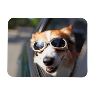 Cutest Baby Animals   Corgi Goggles in the Car Magnet