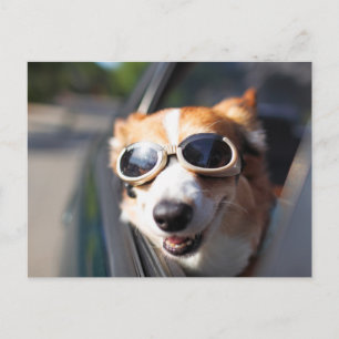 Cutest Baby Animals   Corgi Goggles in the Car Postcard