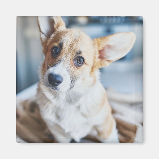Cutest Baby Animals | Corgi Head Tilt Magnet (Front)