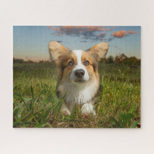 Cutest Baby Animals Corgi in Cloudy Yard Jigsaw Puzzle