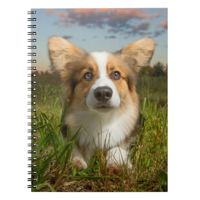 Cutest Baby Animals | Corgi in Cloudy Yard Notebook (Front)