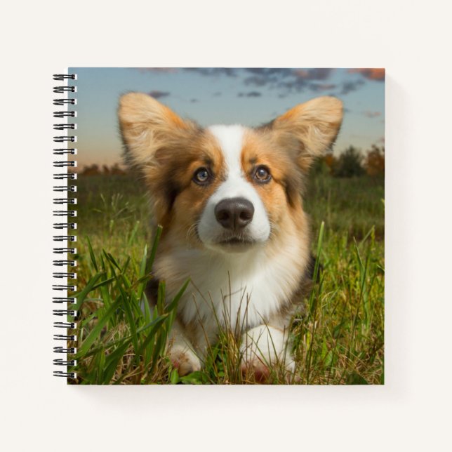 Cutest Baby Animals | Corgi in Cloudy Yard Notebook (Front)