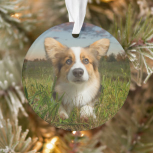 Cutest Baby Animals Corgi in Cloudy Yard Ornament