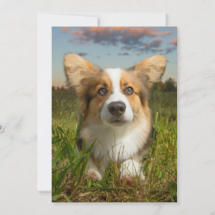 Cutest Baby Animals Corgi in Cloudy Yard Thank You Card
