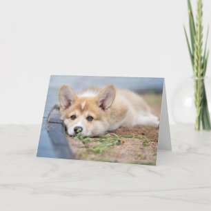 Cutest Baby Animals Corgi Laying in the Yard Card