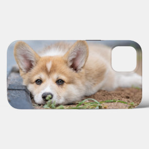 Cutest Baby Animals   Corgi Laying in the Yard iPhone 13 Case