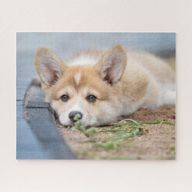 Cutest Baby Animals | Corgi Laying in the Yard Jigsaw Puzzle (Horizontal)