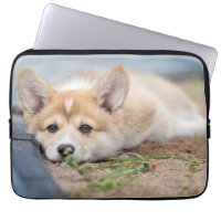 Cutest Baby Animals | Corgi Laying in the Yard