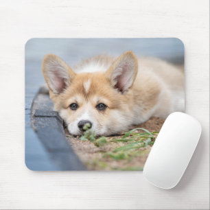 Cutest Baby Animals   Corgi Laying in the Yard Mouse Pad