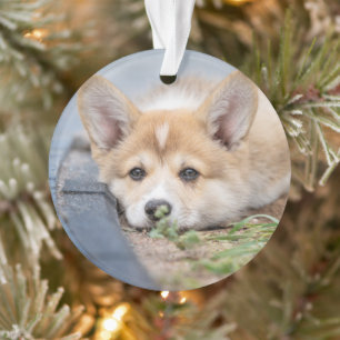 Cutest Baby Animals Corgi Laying in the Yard Ornament