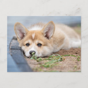 Cutest Baby Animals Corgi Laying in the Yard Postcard