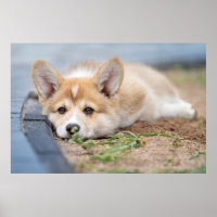 Cutest Baby Animals | Corgi Laying in the Yard