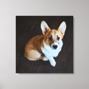 Cutest Baby Animals Corgi Looking Up Canvas Print