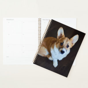 Cutest Baby Animals Corgi Looking Up Planner