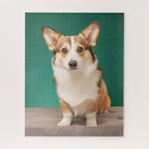 Cutest Baby Animals Corgi on Teal Jigsaw Puzzle