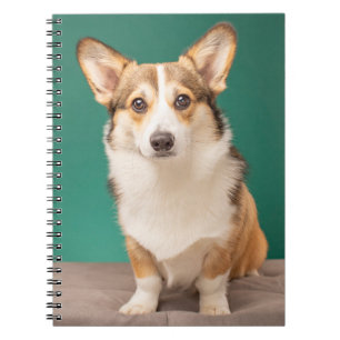 Cutest Baby Animals   Corgi on Teal Notebook