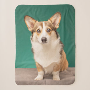 Cutest Baby Animals Corgi on Teal Sherpa Blanket