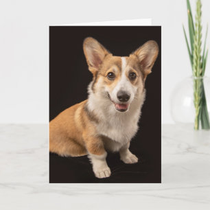 Cutest Baby Animals   Corgi Portrait on Black Card