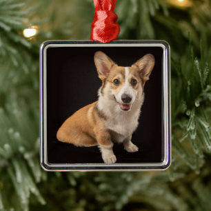 Cutest Baby Animals Corgi Portrait on Black Metal Ornament