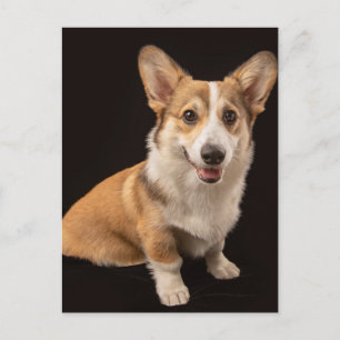 Cutest Baby Animals   Corgi Portrait on Black Postcard