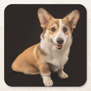 Cutest Baby Animals Corgi Portrait on Black Square Paper Coaster