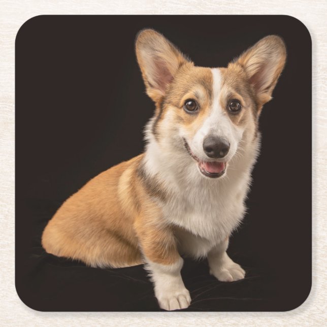 Cutest Baby Animals | Corgi Portrait on Black Square Paper Coaster (Front)