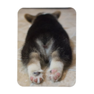 Cutest Baby Animals   Corgi Puppy Behind Magnet