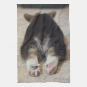 Cutest Baby Animals Corgi Puppy Behind Tea Towel