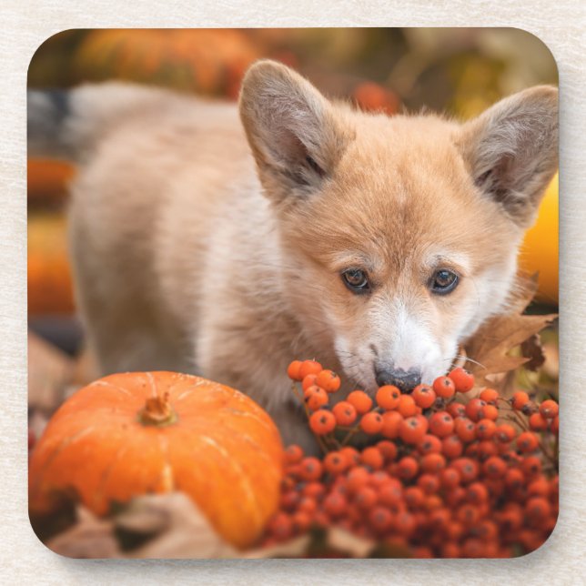 Cutest Baby Animals | Corgi Puppy  in Autumn Coaster (Front)