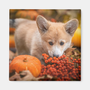 Cutest Baby Animals   Corgi Puppy  in Autumn Magnet