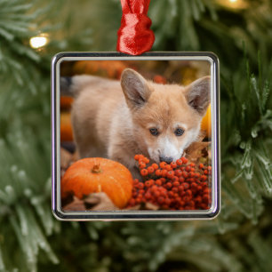 Cutest Baby Animals Corgi Puppy in Autumn Metal Ornament