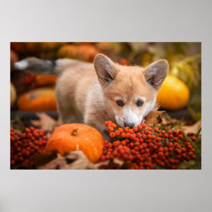 Cutest Baby Animals   Corgi Puppy  in Autumn Poster
