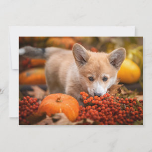 Cutest Baby Animals   Corgi Puppy  in Autumn Thank You Card