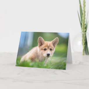 Cutest Baby Animals Corgi Puppy in the Yard Card