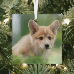 Cutest Baby Animals Corgi Puppy in the Yard Glass Tree Decoration